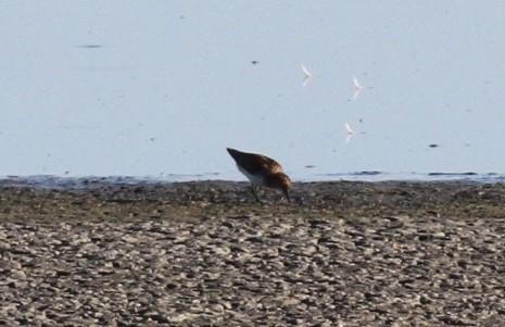 Little Stint - ML62002981