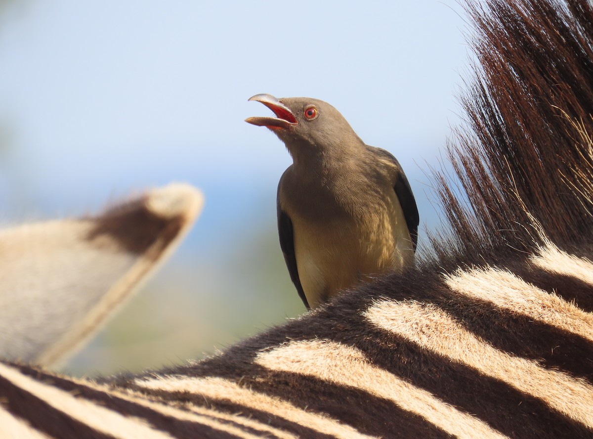 Red-billed Oxpecker - ML620029835