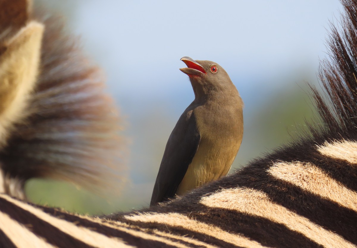 Red-billed Oxpecker - ML620029836