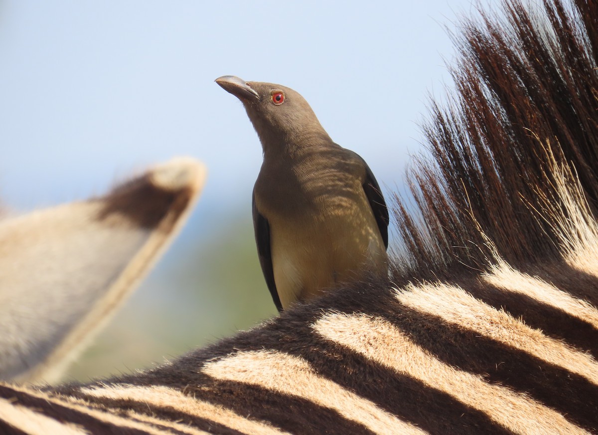 Red-billed Oxpecker - ML620029837
