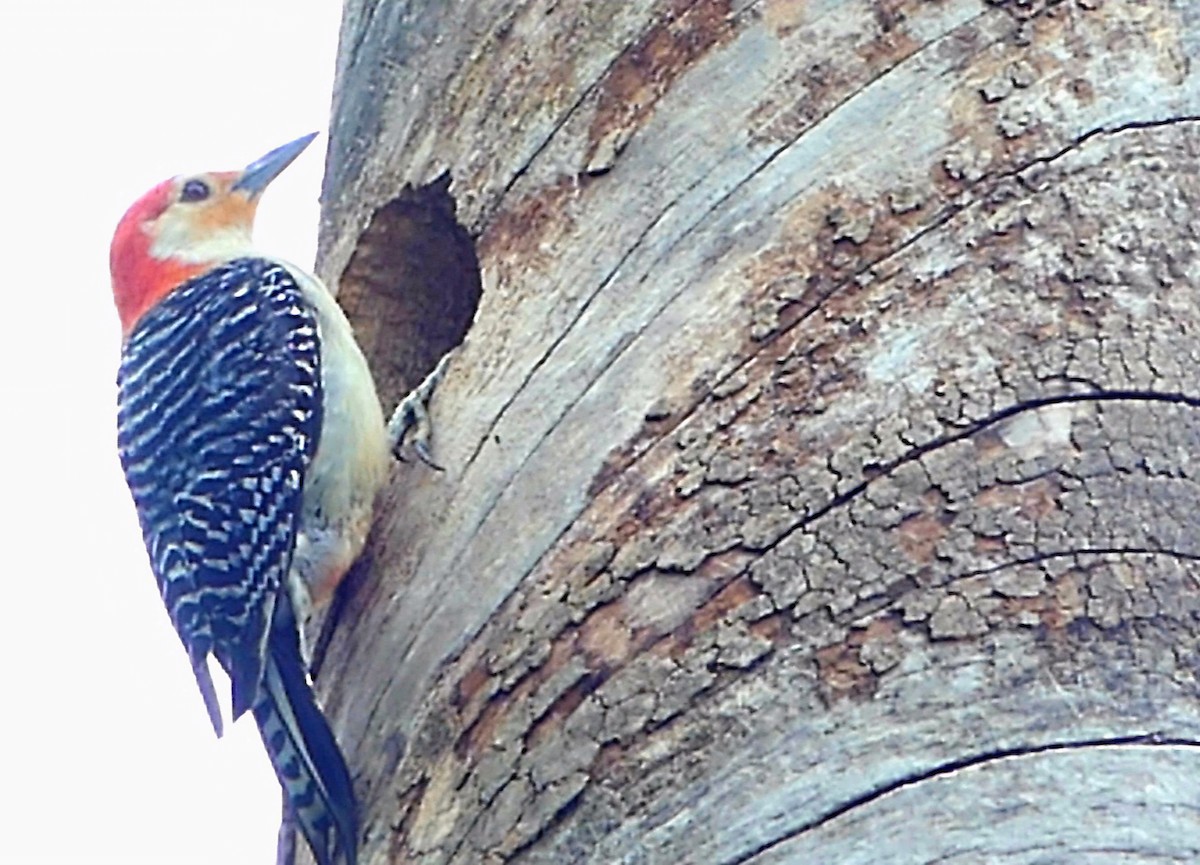 Red-bellied Woodpecker - ML620029878