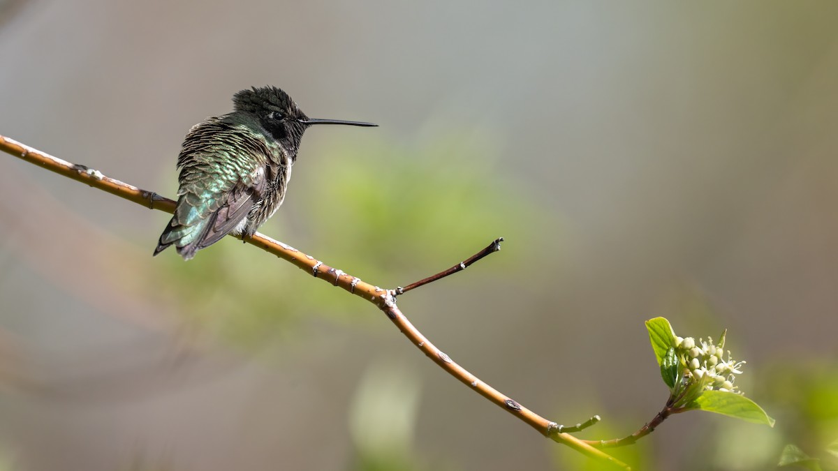 Black-chinned Hummingbird - ML620029887