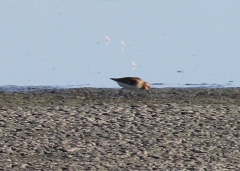 Little Stint - ML62002991