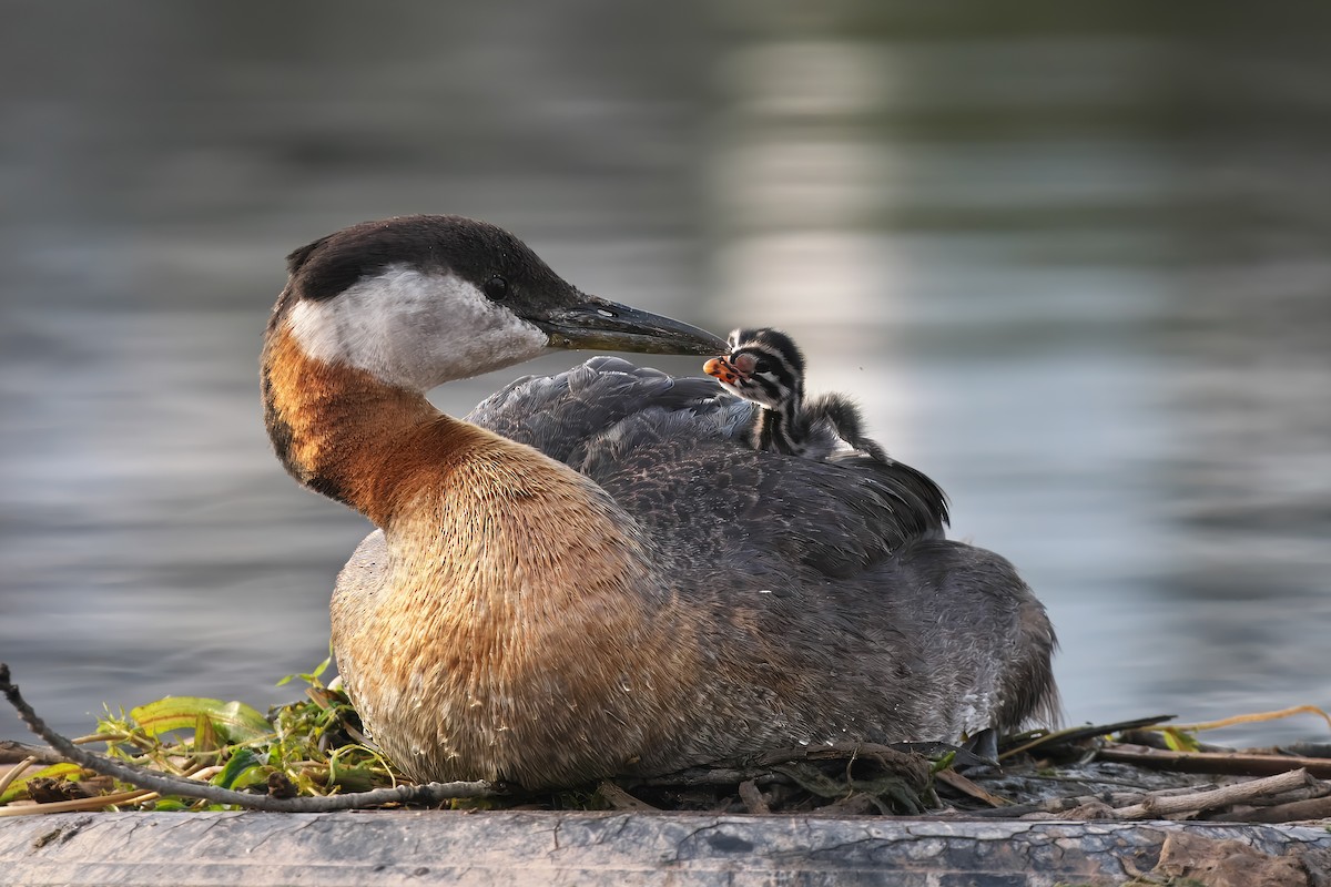 Red-necked Grebe - ML620029937