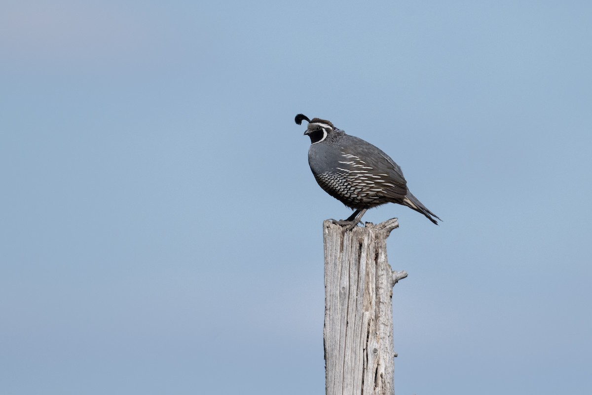 California Quail - ML620029942