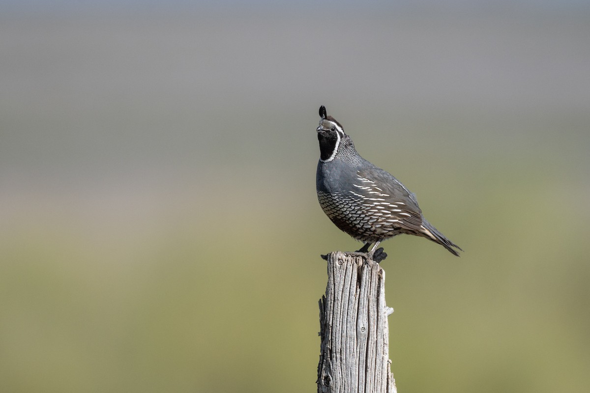 California Quail - ML620029943