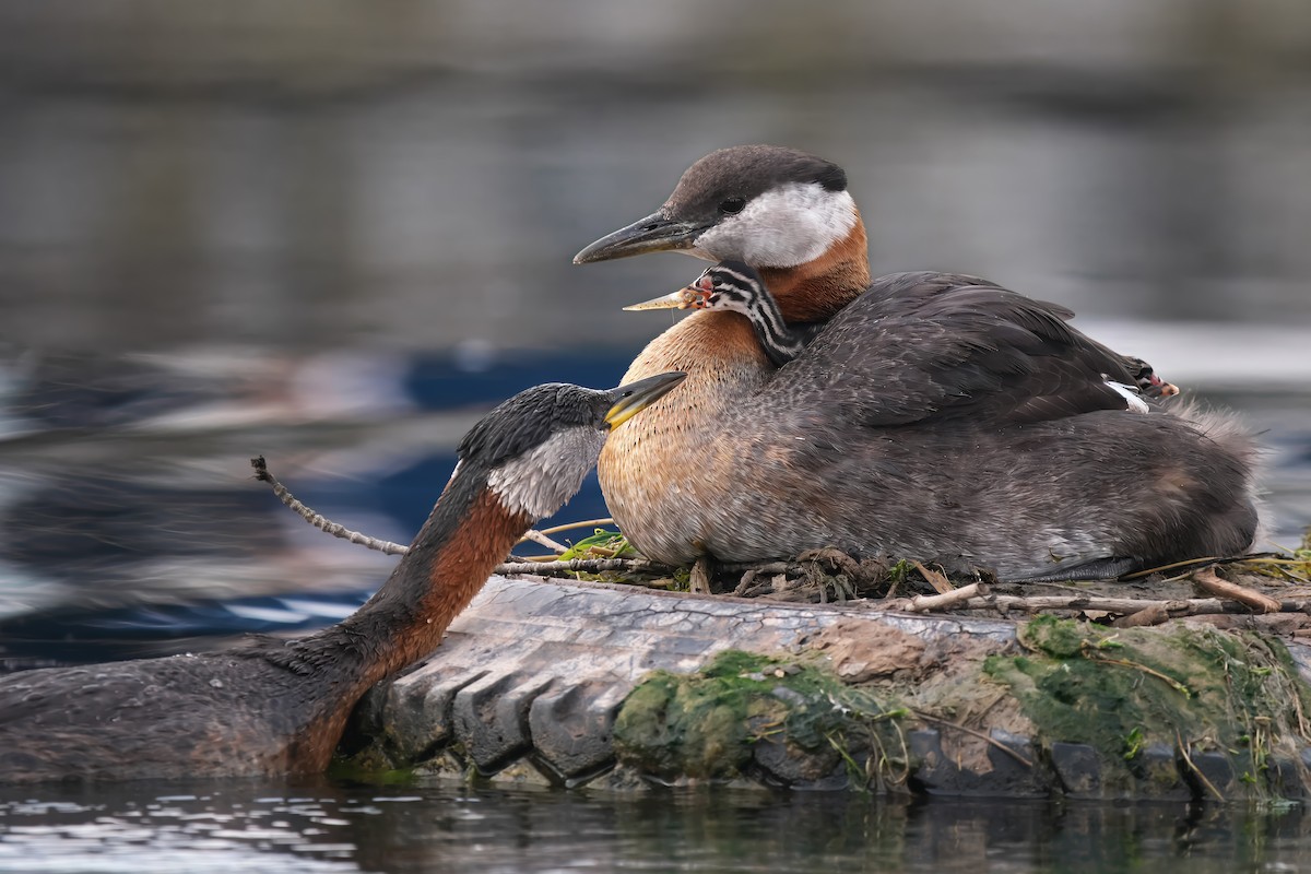 Red-necked Grebe - ML620029950