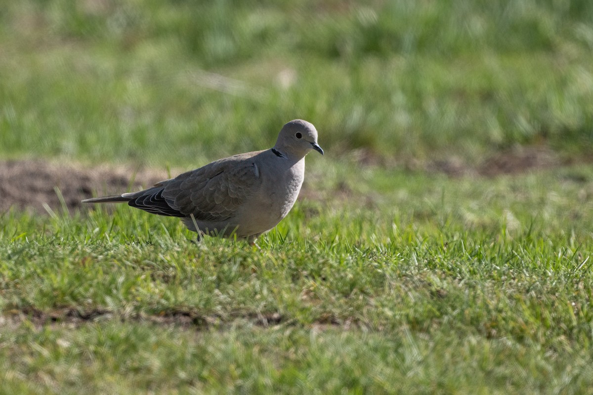 灰斑鳩 - ML620029958