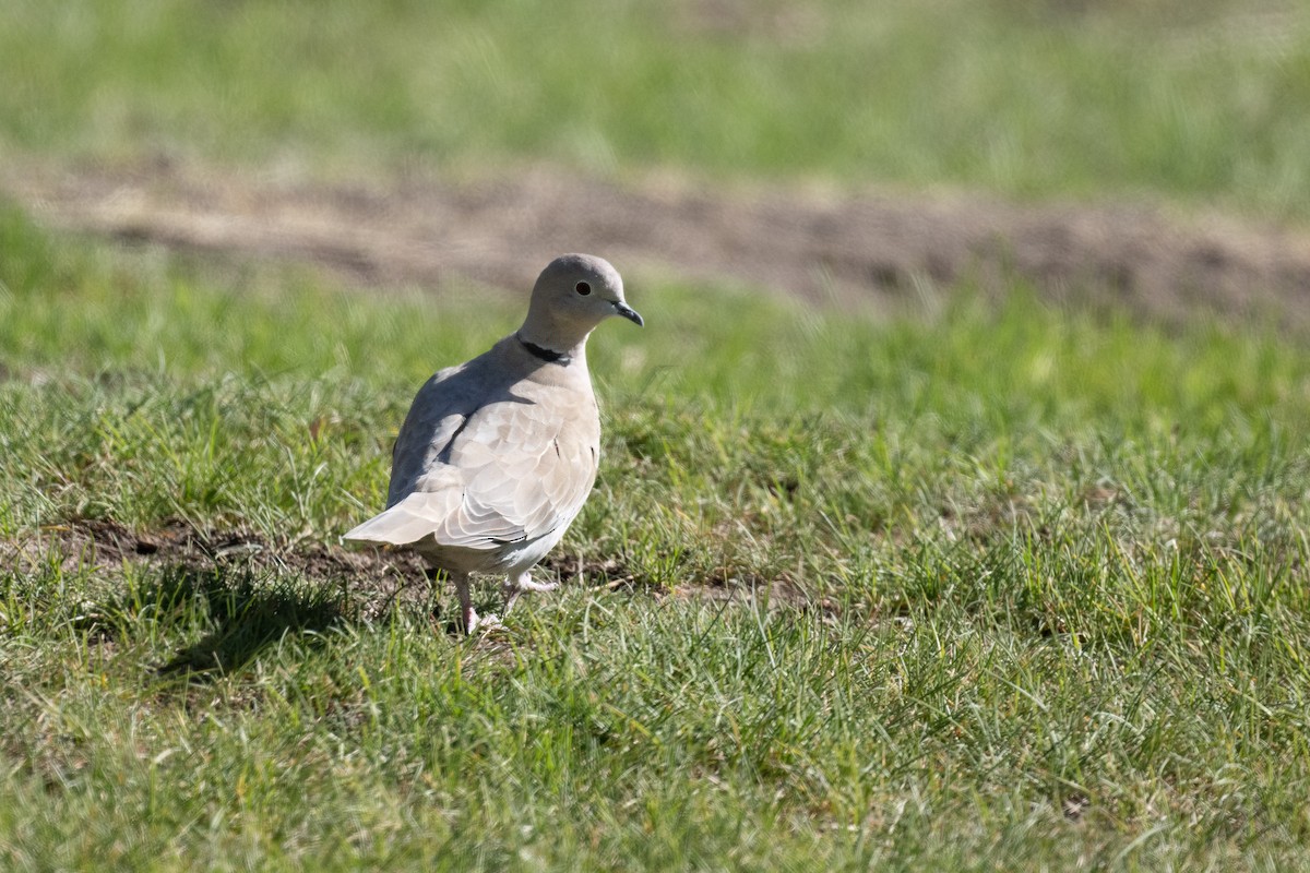 灰斑鳩 - ML620029959