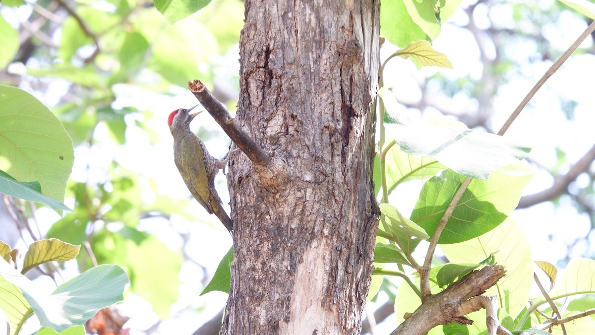 Streak-throated Woodpecker - ML620029974