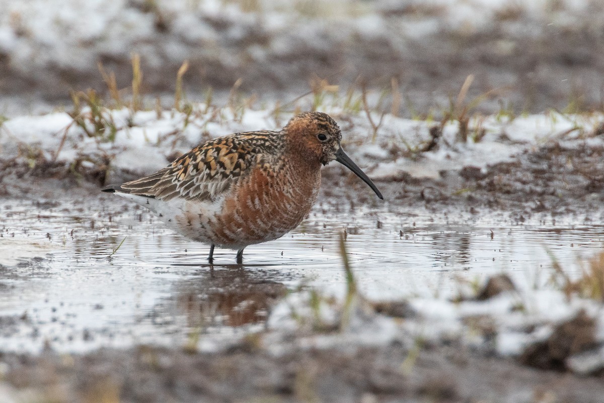 Curlew Sandpiper - ML620029982