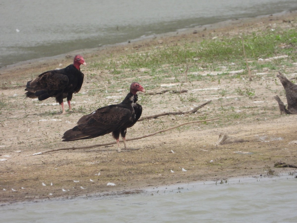 Turkey Vulture - ML620029983