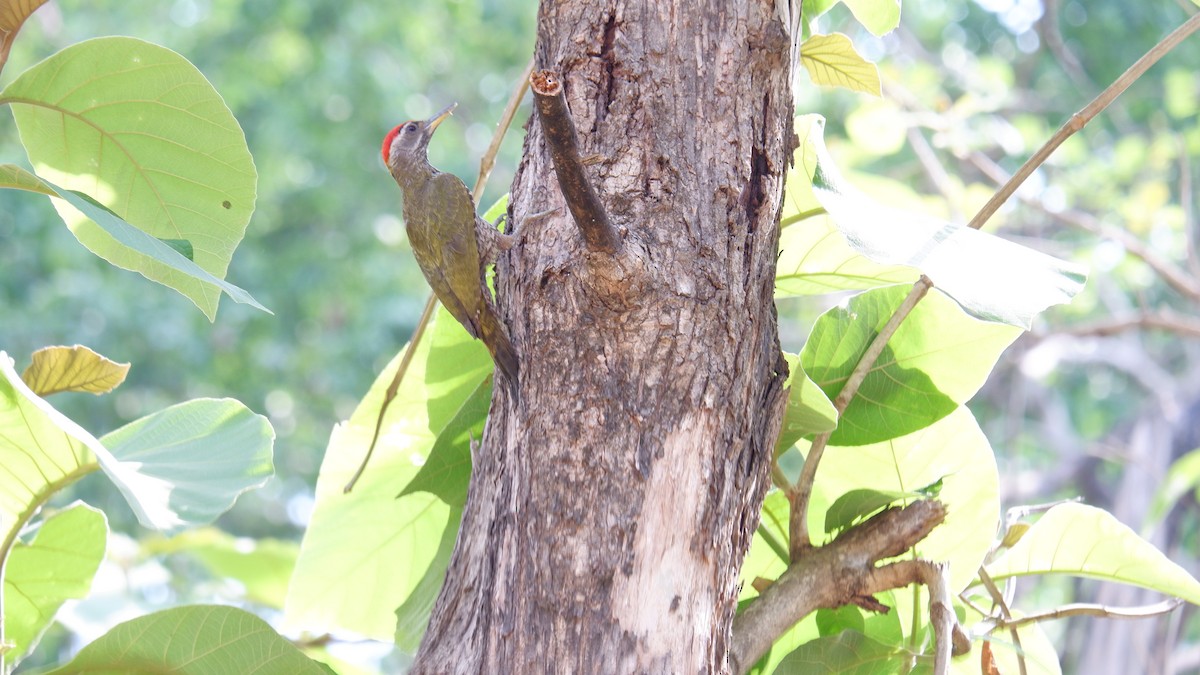 Streak-throated Woodpecker - ML620029986