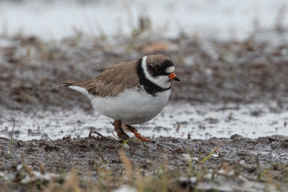 Semipalmated Plover - ML620029998