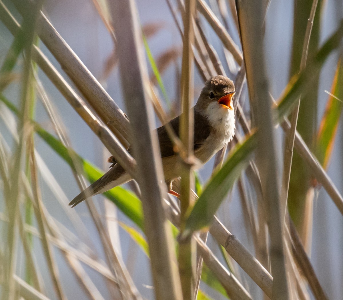 Common Reed Warbler - ML620029999