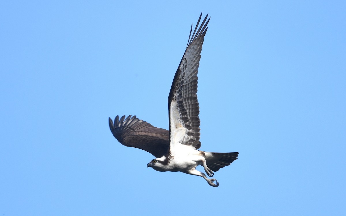 Загасч явлаг - ML620030000