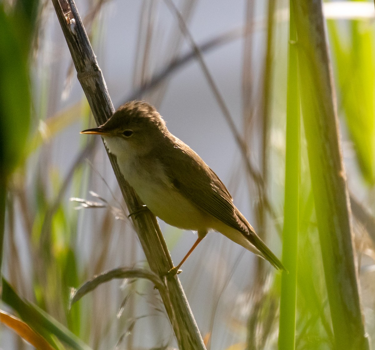 Common Reed Warbler - ML620030001