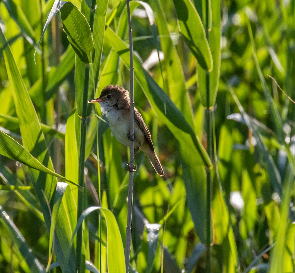 Common Reed Warbler - ML620030012