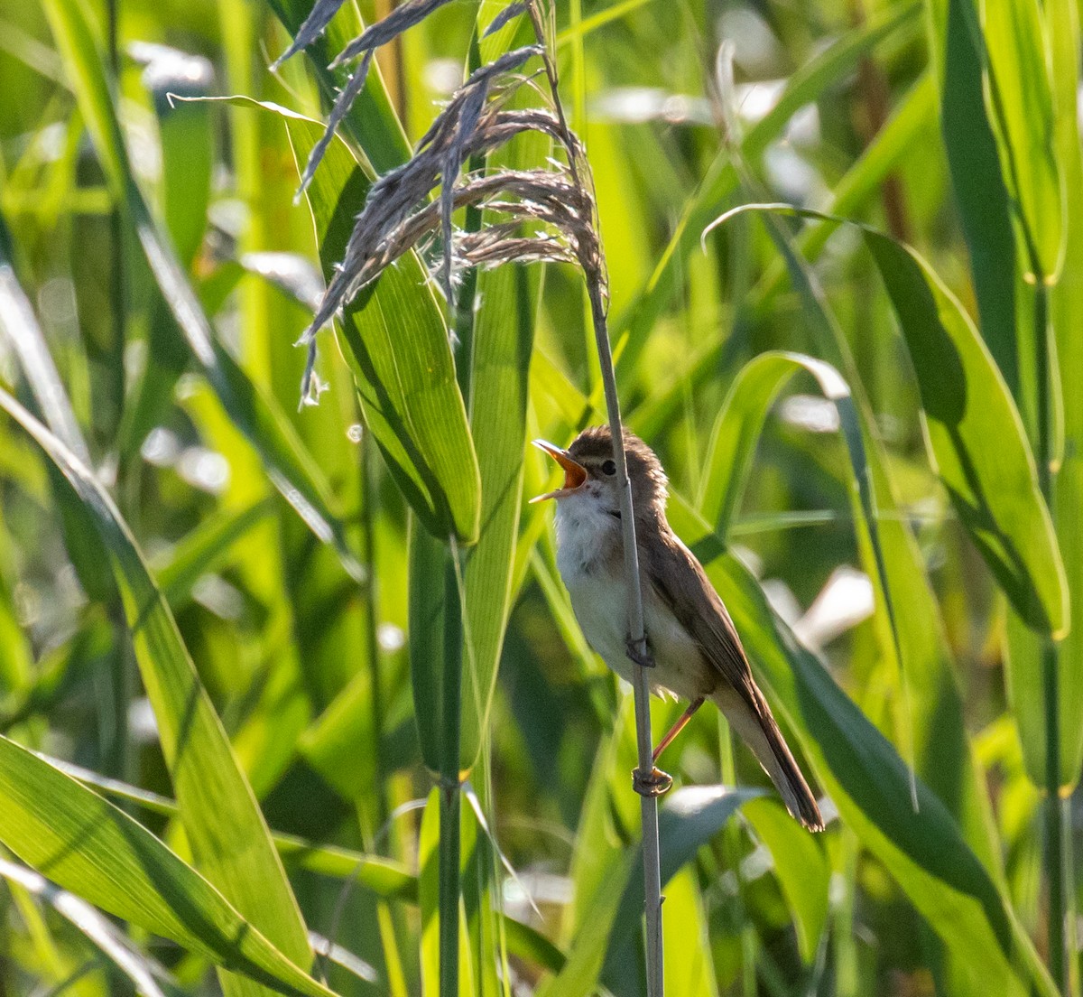 Common Reed Warbler - ML620030014