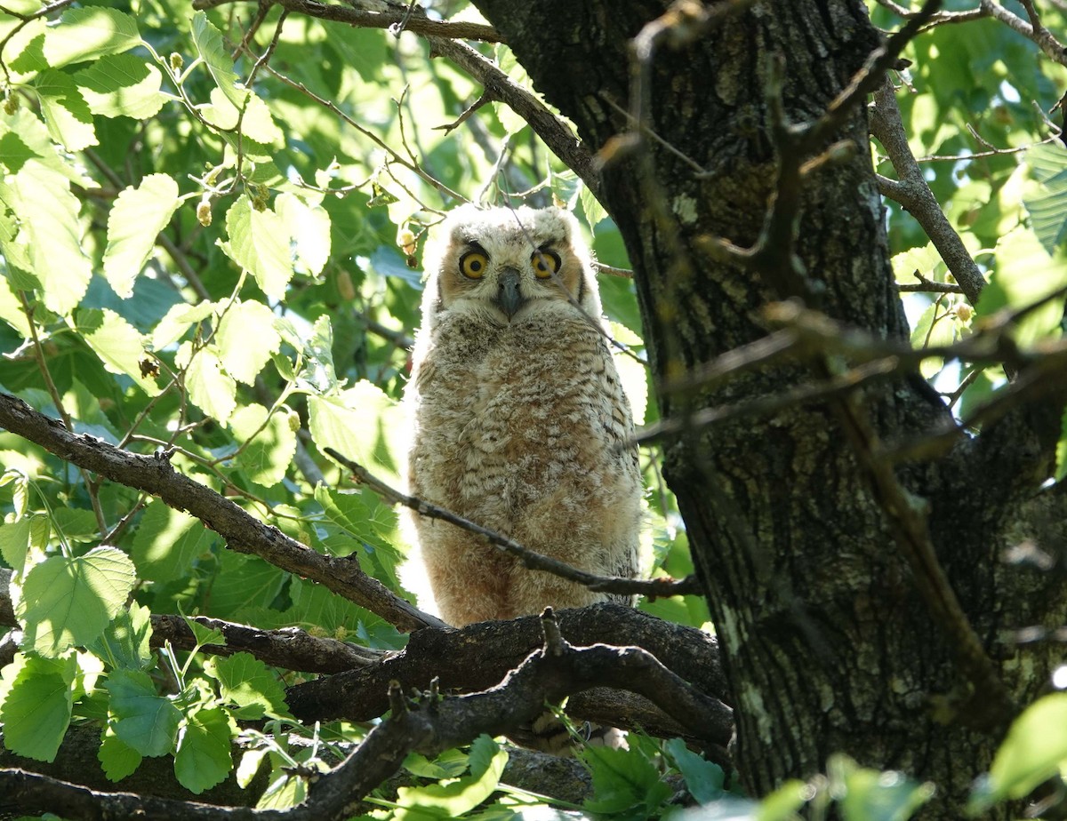 Great Horned Owl - ML620030023