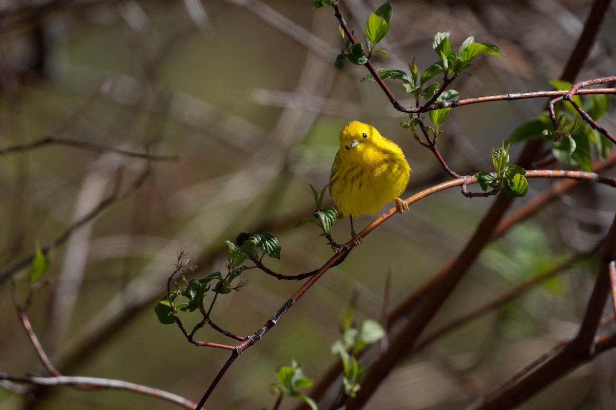 Yellow Warbler - ML620030026