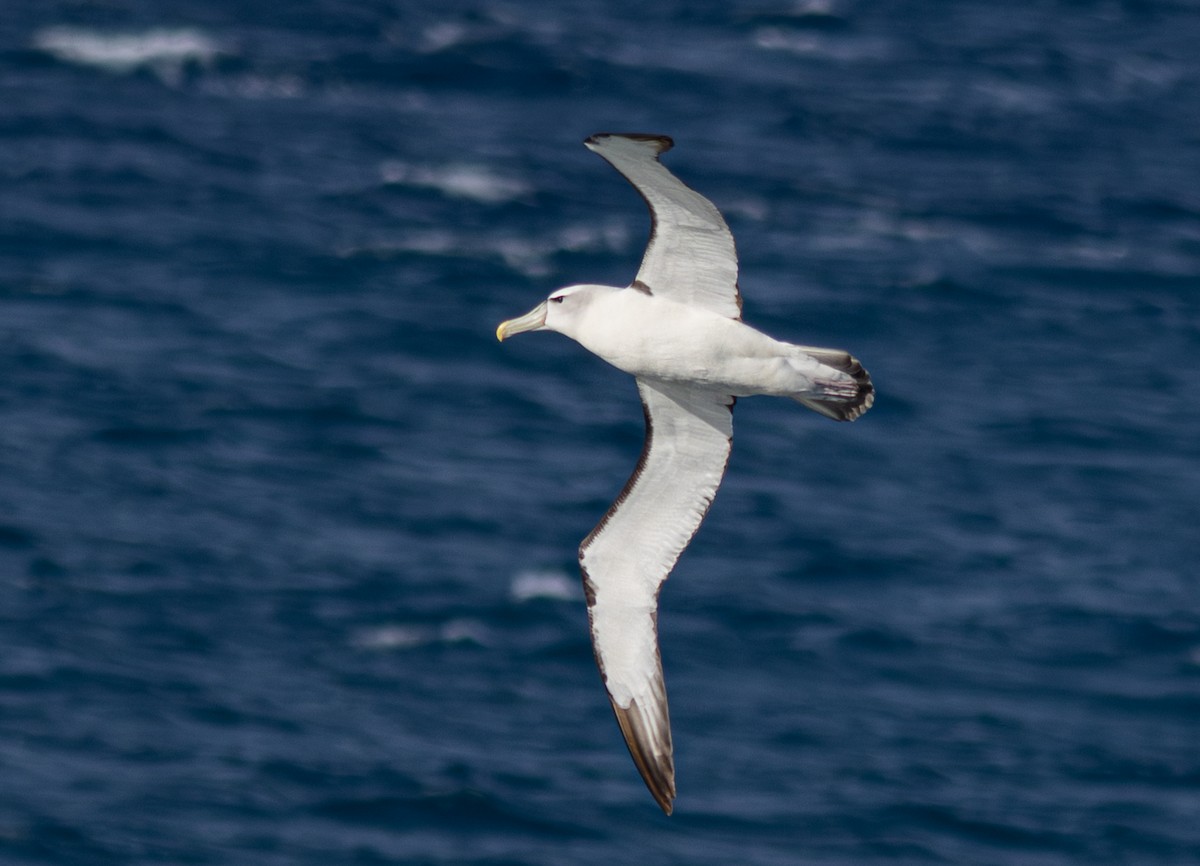 Albatros à cape blanche - ML620030051