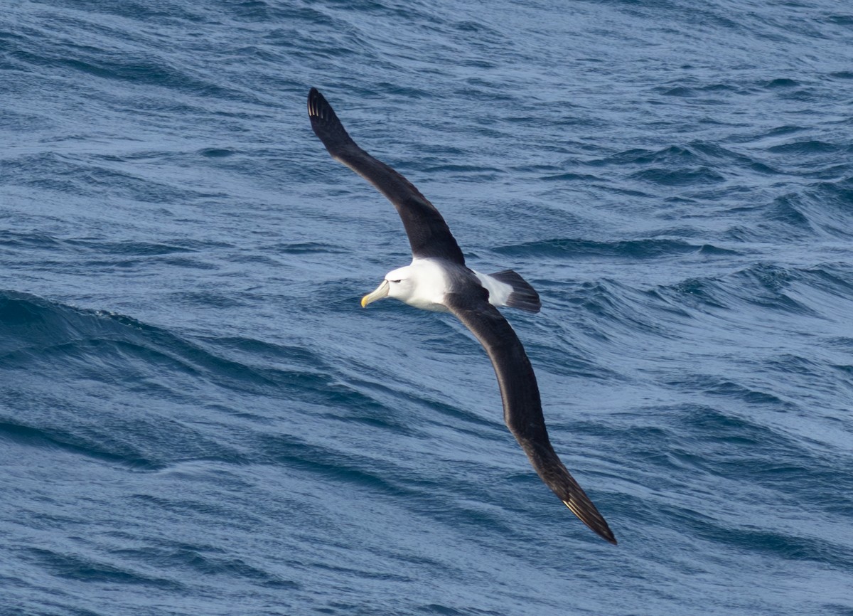 Albatros à cape blanche - ML620030052