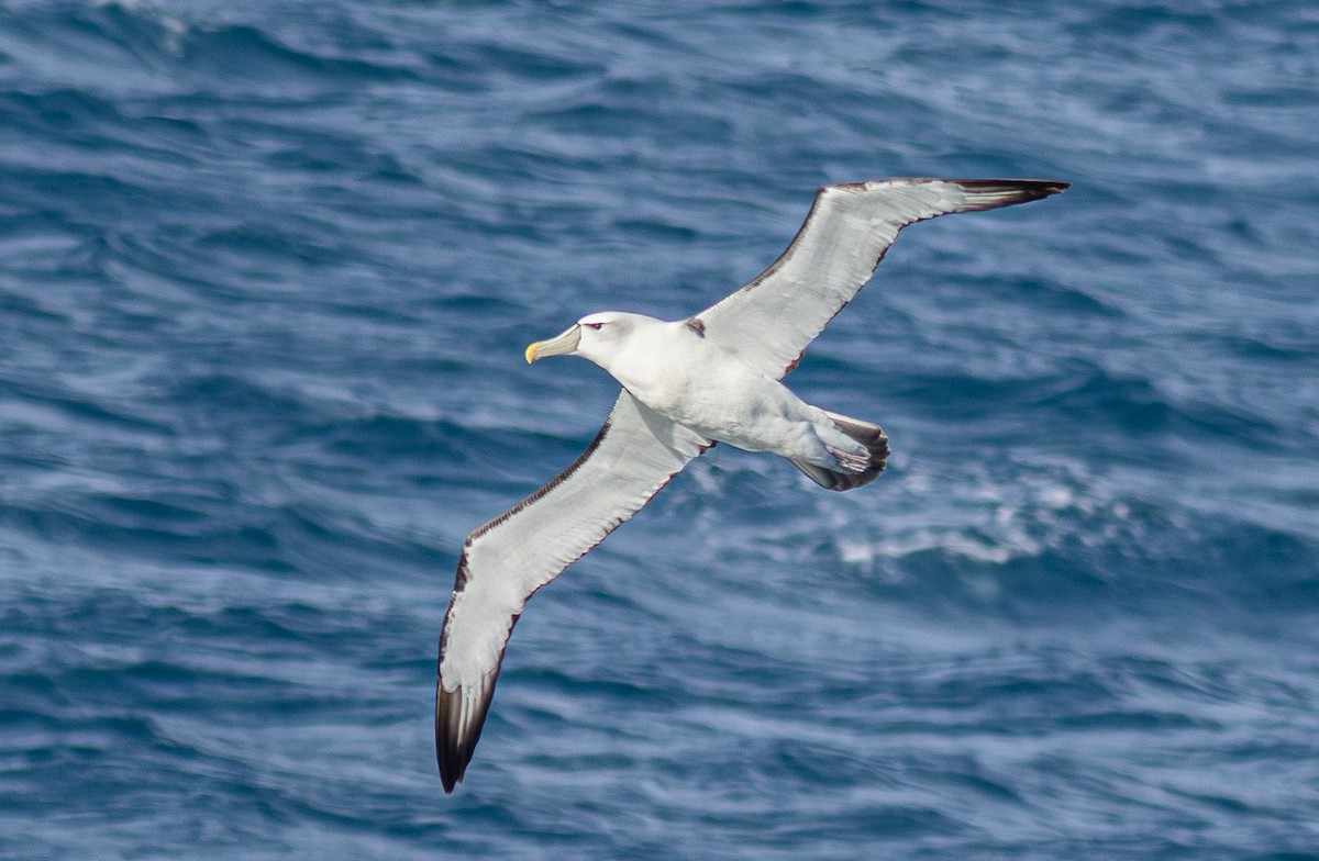 Albatros à cape blanche - ML620030053