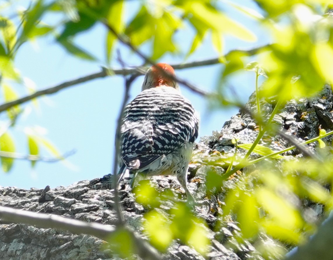 Red-bellied Woodpecker - ML620030055