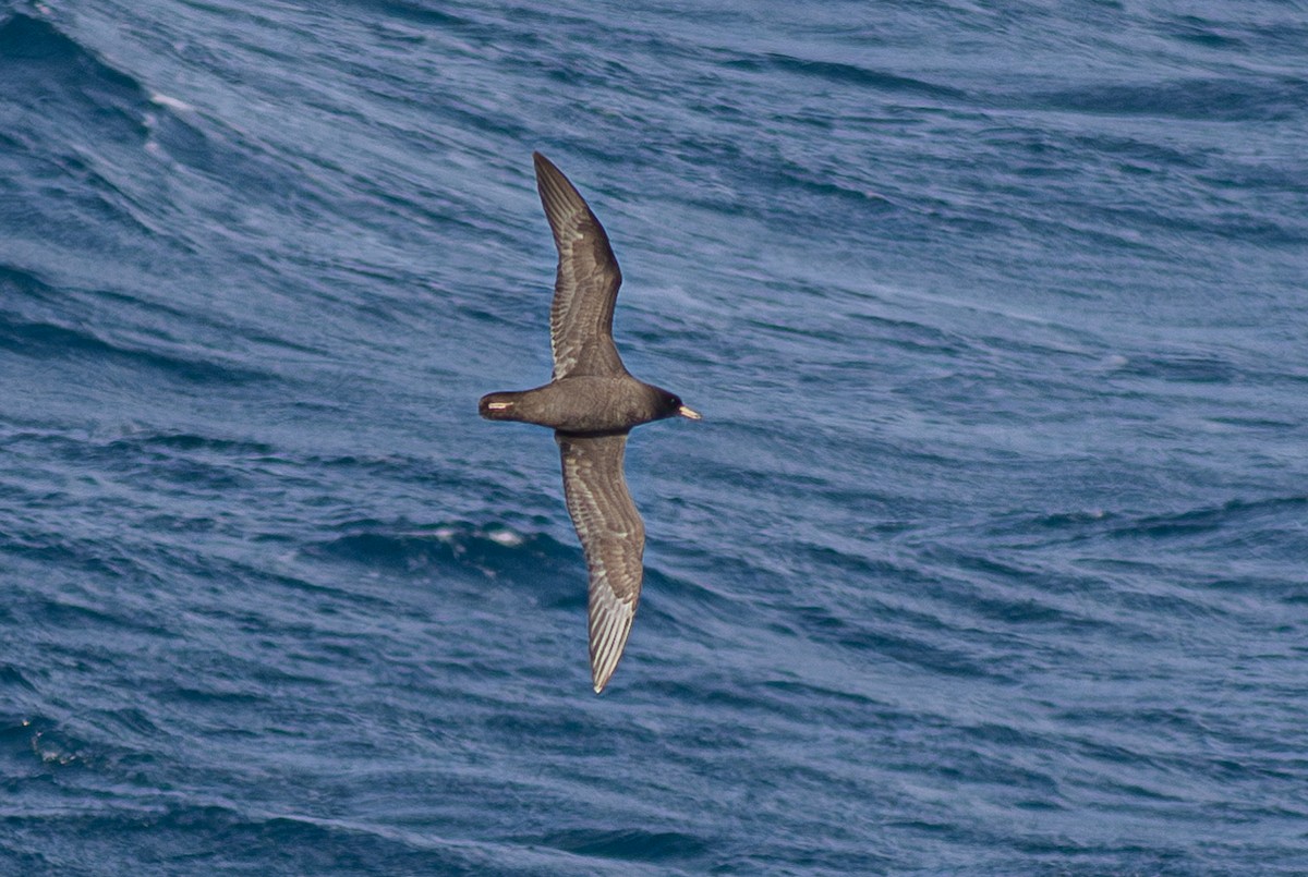 Flesh-footed Shearwater - ML620030059