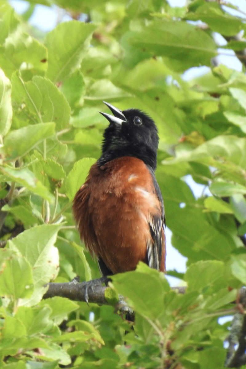 Orchard Oriole - ML620030073