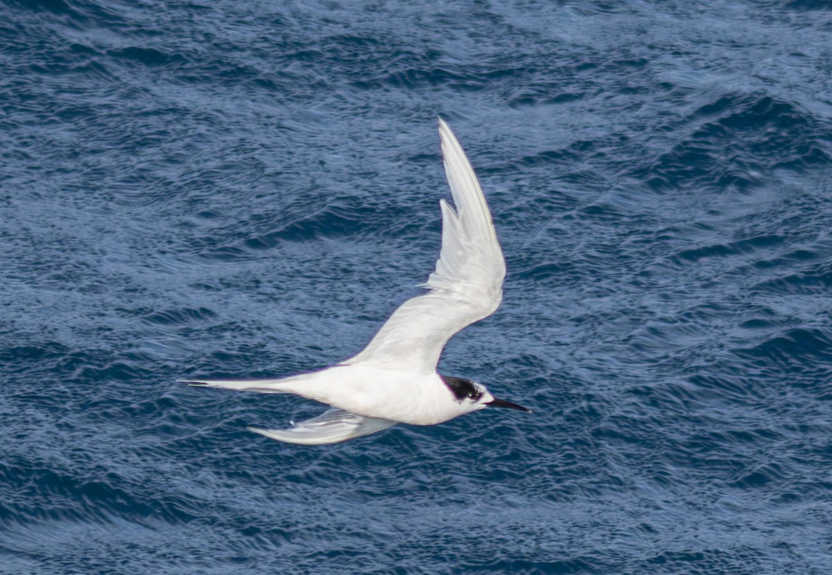 White-fronted Tern - ML620030081