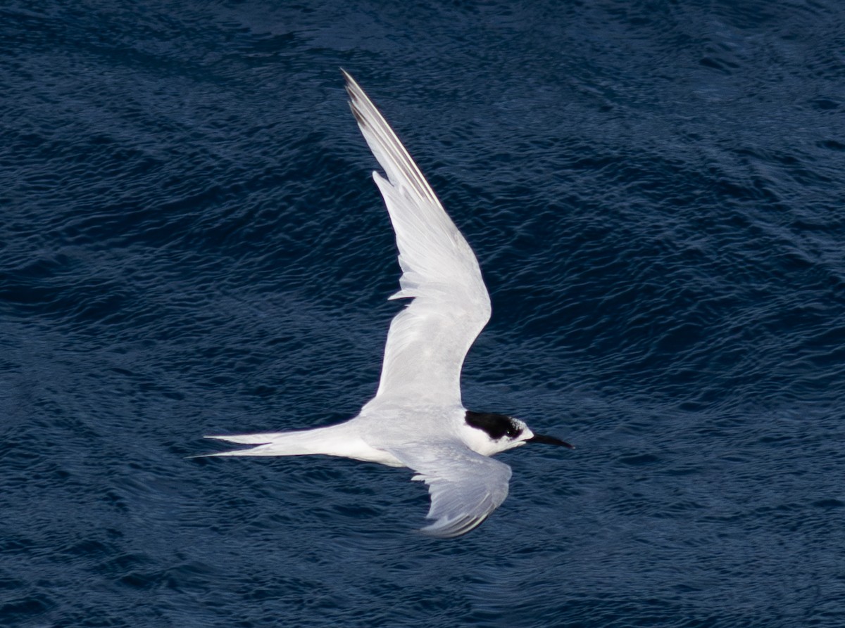 White-fronted Tern - ML620030082