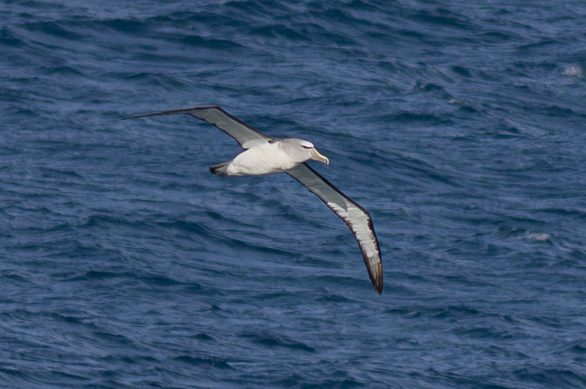 albatros snarský - ML620030091