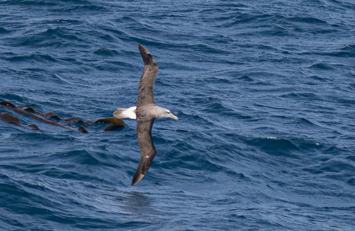 Albatros de Salvin - ML620030092