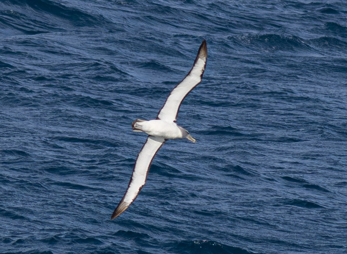 Salvin's Albatross - ML620030093