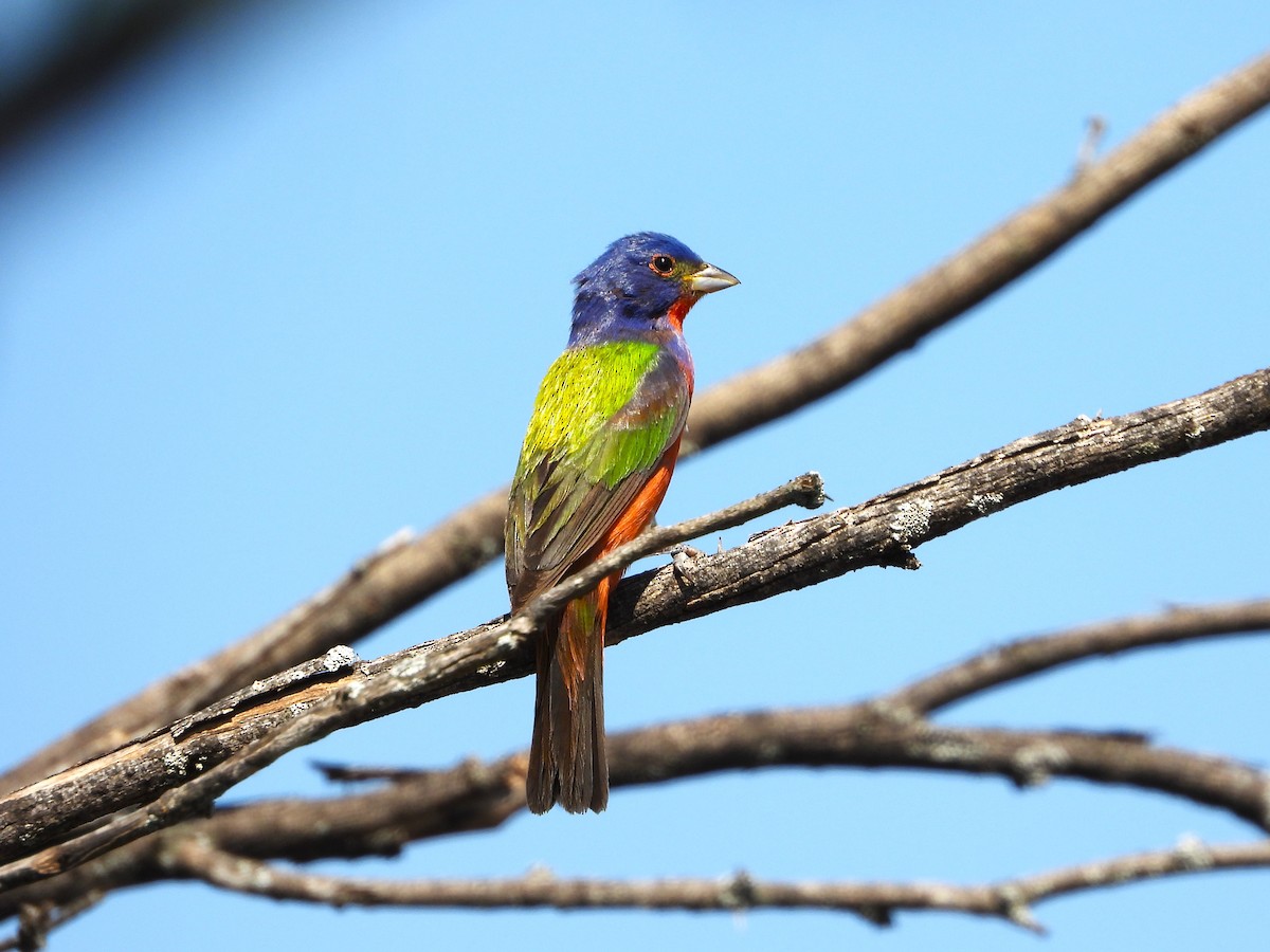 Painted Bunting - ML620030114
