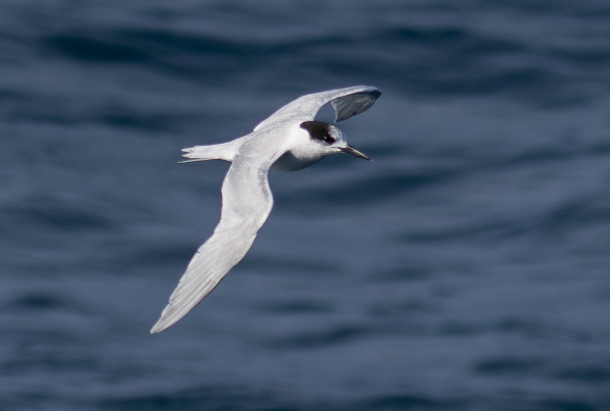 White-fronted Tern - ML620030115