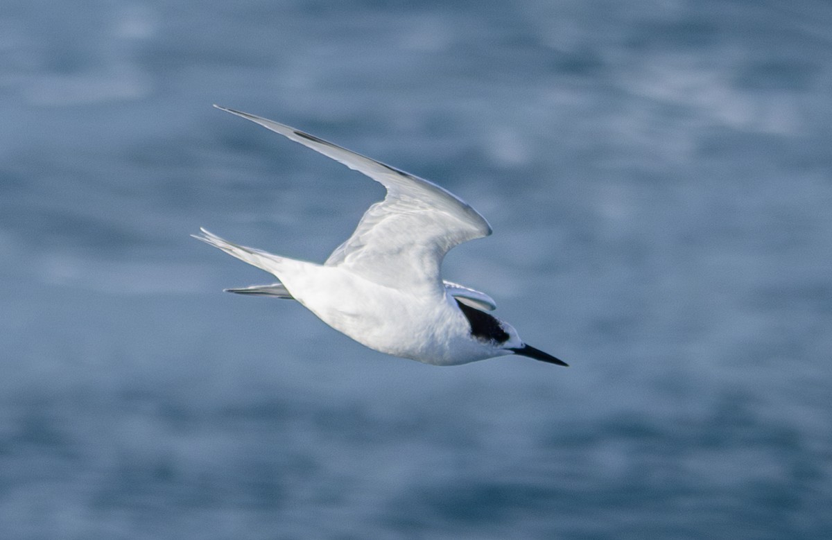 White-fronted Tern - ML620030116