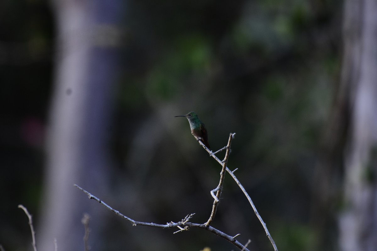 Berylline Hummingbird - ML620030119