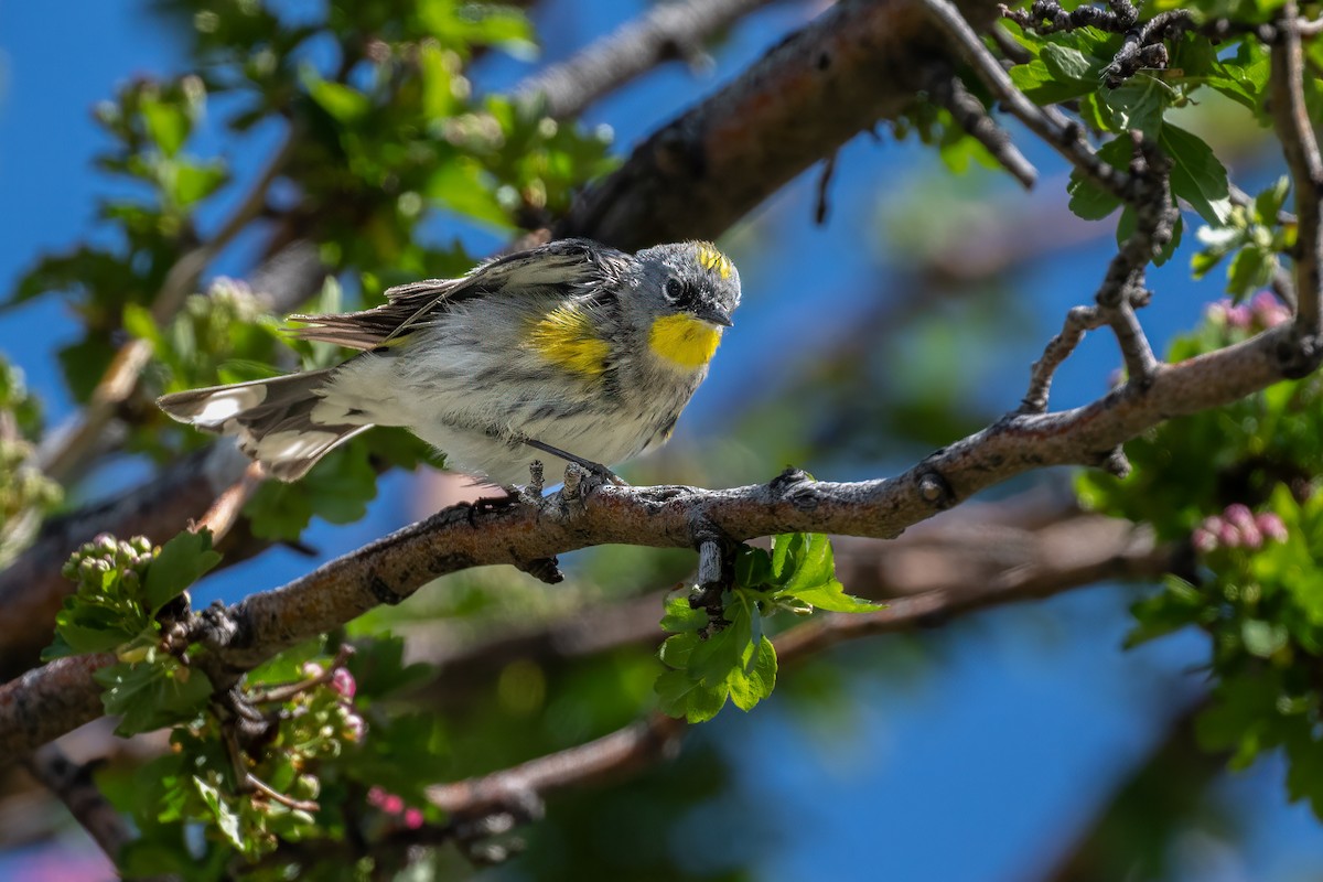 Kronenwaldsänger (Audubonwaldsänger) - ML620030120