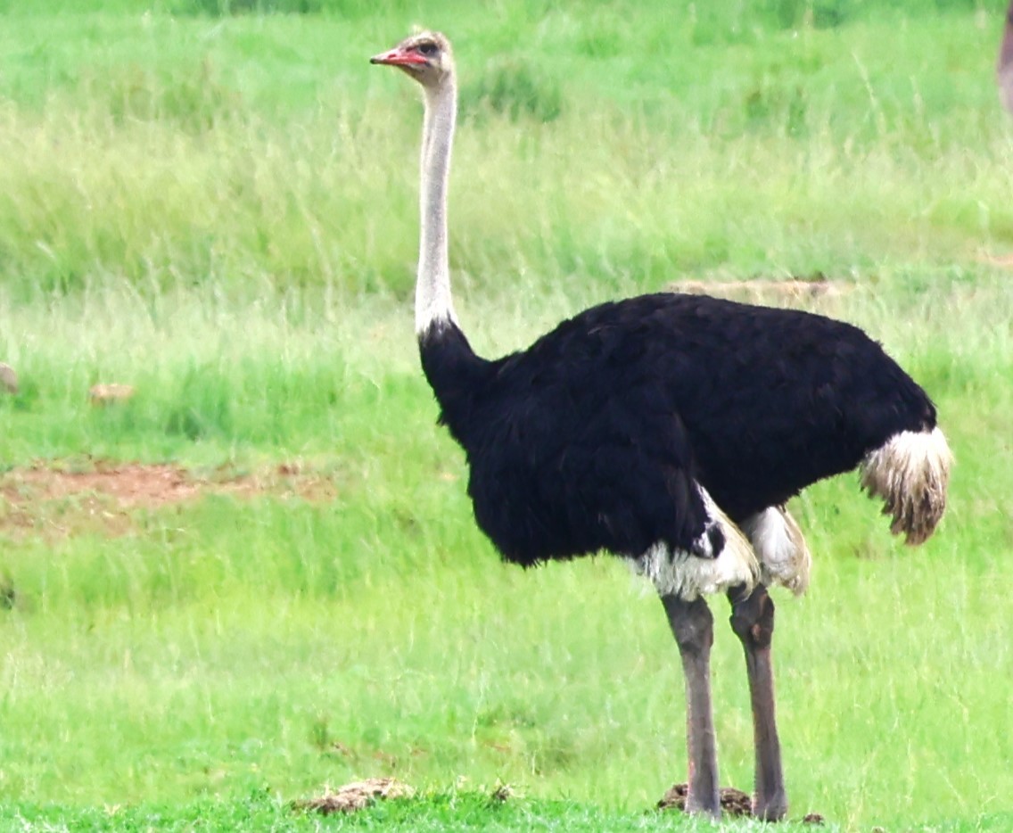 Common Ostrich - Otha Savage