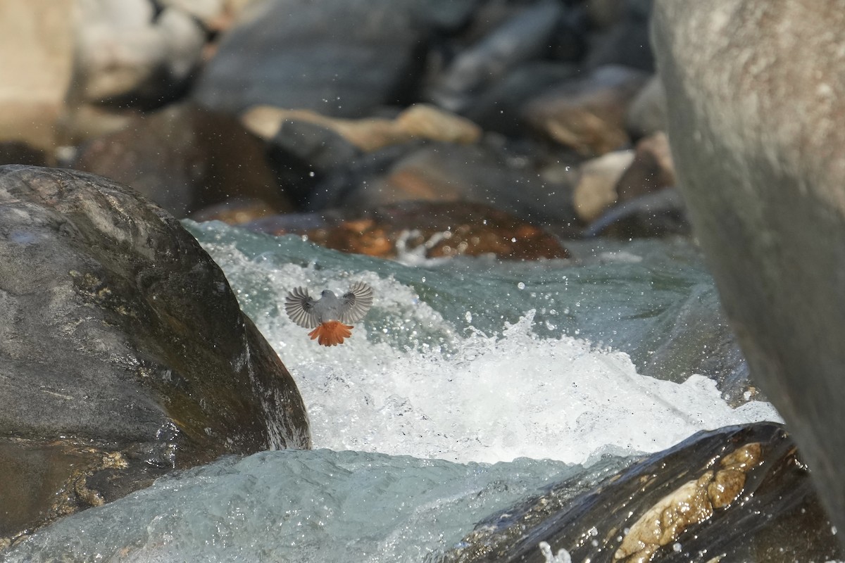 Plumbeous Redstart - ML620030133