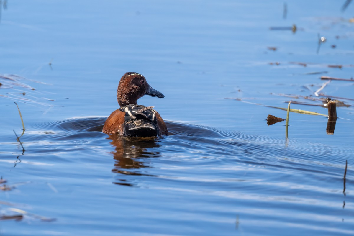 Cinnamon Teal - ML620030137