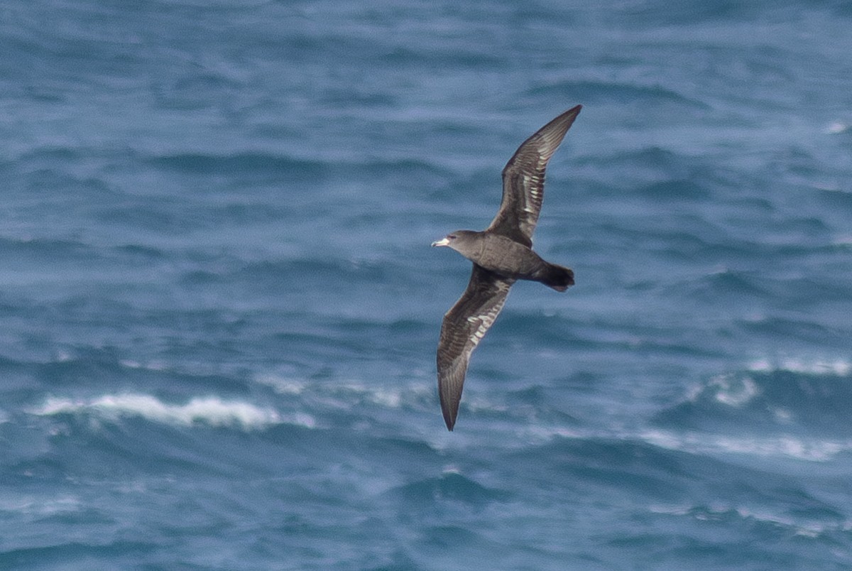 Flesh-footed Shearwater - ML620030141