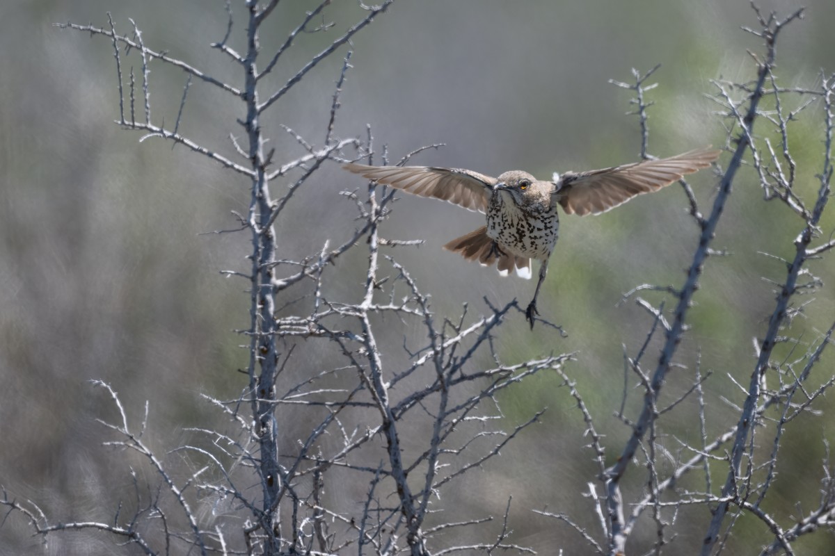 Sage Thrasher - ML620030146