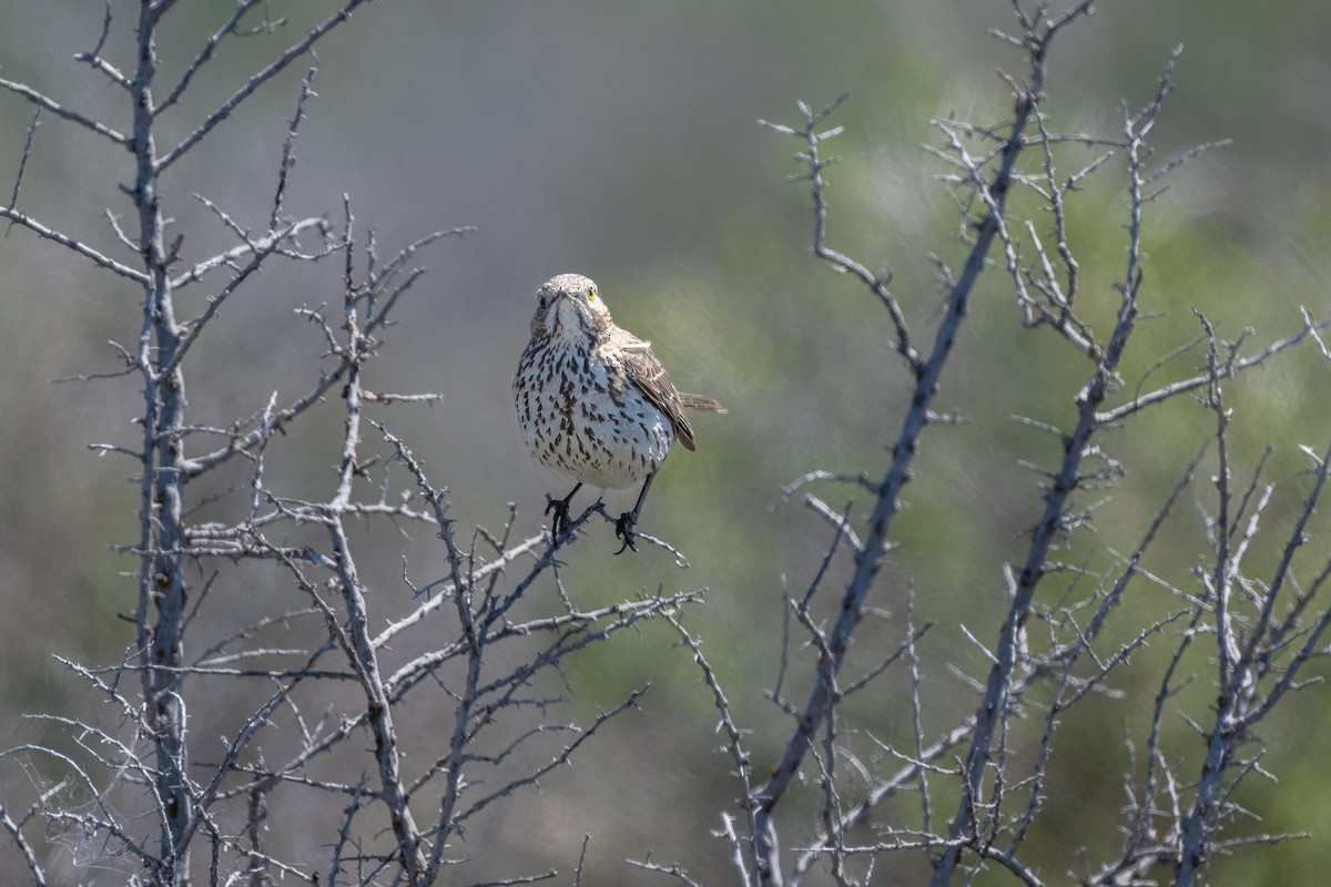 Sage Thrasher - ML620030147