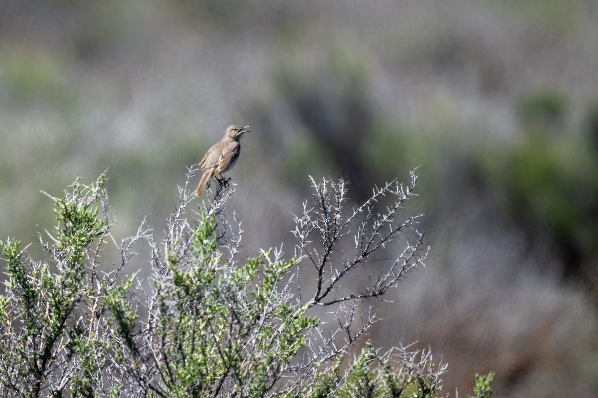 Sage Thrasher - ML620030148