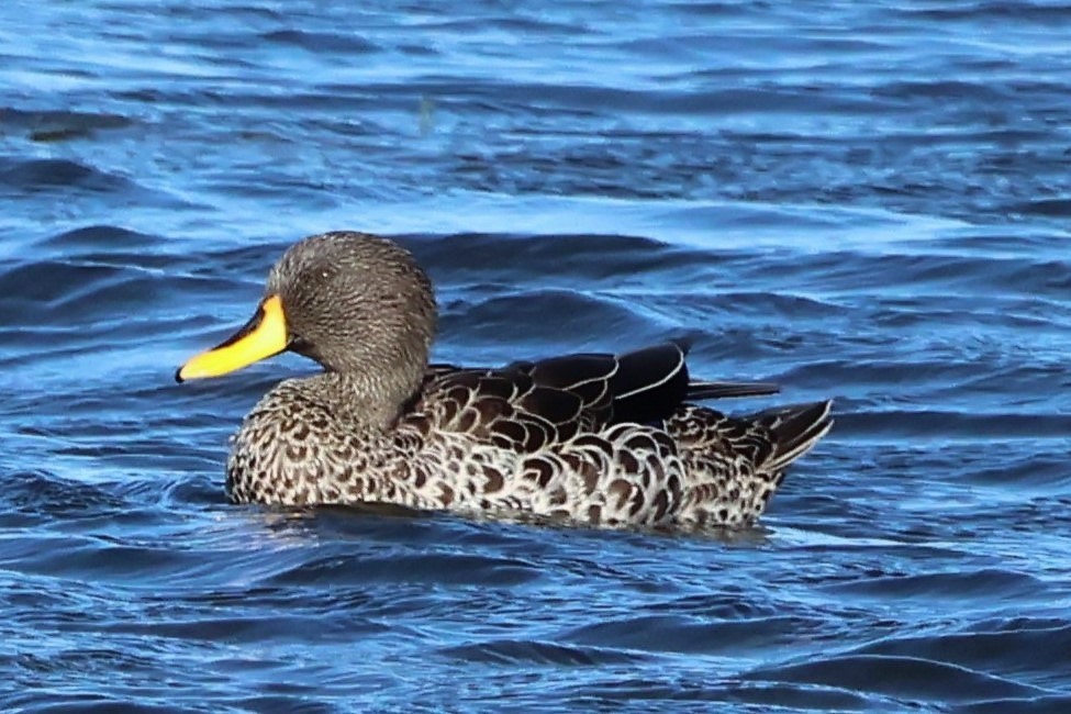 Yellow-billed Duck - ML620030157