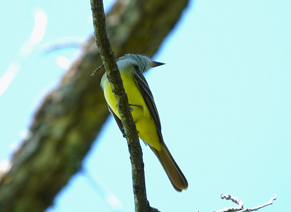 Great Crested Flycatcher - ML620030158